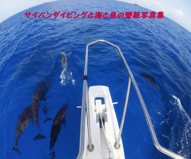 �T�C�p���_�C�r���O